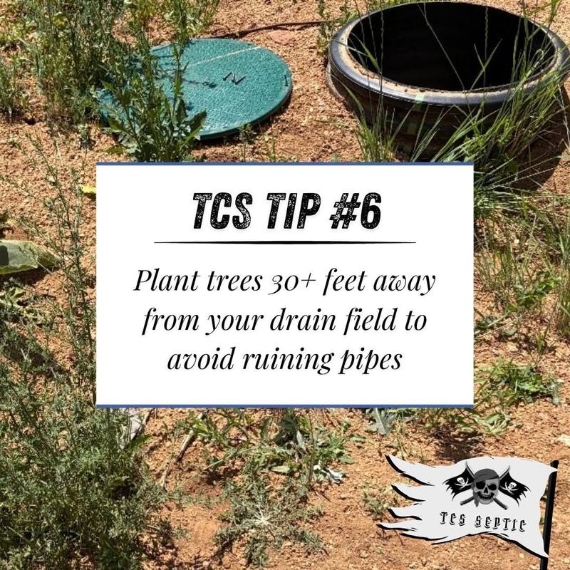 TCS tip #6: Plant trees 30 or more feet away from your drain field to avoid ruining pipes.